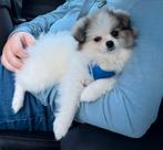 Mini pomerian, Dieren en Toebehoren, België, Particulier, Overige rassen, 8 tot 15 weken