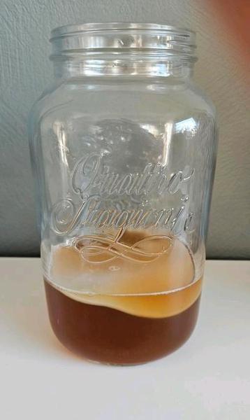 Kombucha zwam / scoby met startersvloeistof, biologisch  beschikbaar voor biedingen
