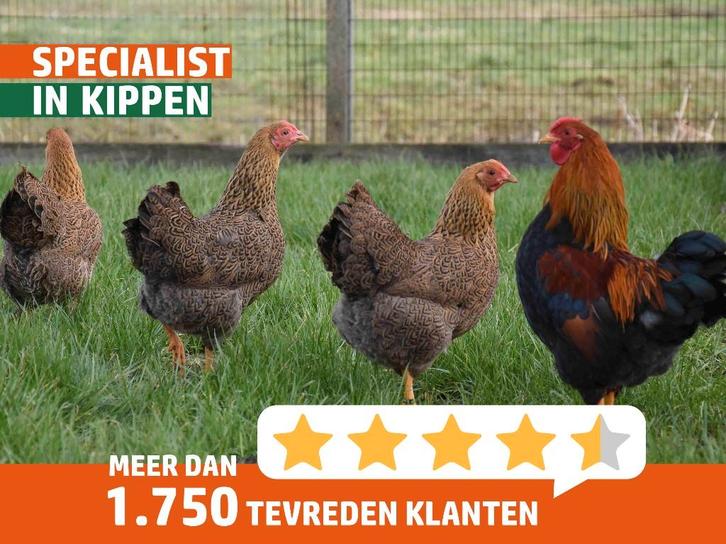 Wyandotte kriel | Lieve kippen | Passend advies, Dieren en Toebehoren, Pluimvee, Kip, Meerdere dieren