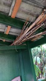 Bamboe stokken, Tuin en Terras, Kweekspullen, Ophalen