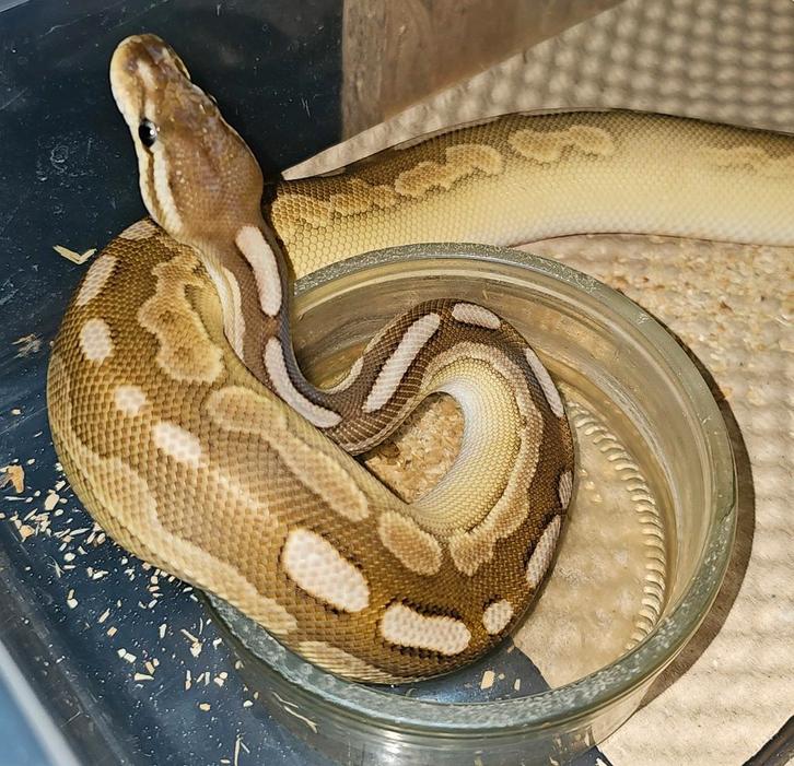 Koningspython 1.0 cinnamon calico lesser het albino poss DG