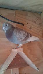 Mooi doffer, Dieren en Toebehoren, Vogels | Duiven, Mannelijk, Kropper