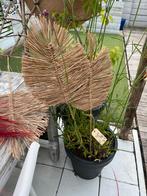 Decoratief Palmblad van Gedroogd Gras, Huis en Inrichting, Ophalen, Nieuw