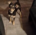 Super sociaal pupje van bijna 6 maandjes en wacht op u ?, Dieren en Toebehoren, Honden | Niet-rashonden, Particulier, Rabiës (hondsdolheid)