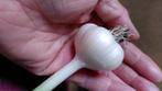 Nieuw Oogst Knoflook. Hardneck Garlics. Variety., Ophalen of Verzenden, Voorjaar, Volle zon, Zaad