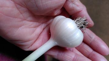 Nieuw Oogst Knoflook. Hardneck Garlics. Variety.  beschikbaar voor biedingen