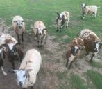 Mooi koppel schapen!, Dieren en Toebehoren, Schapen, Geiten en Varkens, Meerdere dieren, Schaap