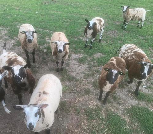 Mooi koppel schapen!, Dieren en Toebehoren, Schapen, Geiten en Varkens, Schaap, Meerdere dieren