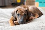 Prachtige Rhodesian Ridgeback pups met stamboom, Dieren en Toebehoren, Overige rassen, 8 tot 15 weken, CDV (hondenziekte), Meerdere