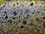 Aquariumplant, drijfplant, Salvinia minima, Dieren en Toebehoren, Ophalen