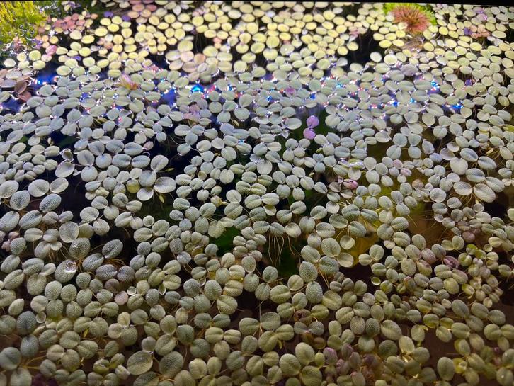 Aquariumplant, drijfplant, Salvinia minima, Dieren en Toebehoren, Vissen | Aquaria en Toebehoren, Ophalen