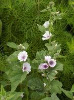Heemst Althaea zaden, Tuin en Terras, Bloembollen en Zaden, Ophalen of Verzenden, Voorjaar, Volle zon, Zaad