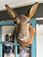 Opgezette kop van een ree hert - taxidermie, Verzamelen, Dierenverzamelingen, Ophalen, Gebruikt, Hert, Opgezet dier