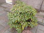 Rododendron rood 80 cm hoog, Vaste plant, Halfschaduw, Zomer, Ophalen