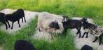 Oeusssant rammetjes, Dieren en Toebehoren, Mannelijk, Schaap, 0 tot 2 jaar
