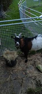 Dwergbok, Dieren en Toebehoren, Schapen, Geiten en Varkens, Mannelijk, Geit, 0 tot 2 jaar