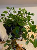 Kamerplant (hangplant), Huis en Inrichting, Kamerplanten, Ophalen of Verzenden, Overige soorten