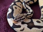 Koningspython - Python Regius - Firefly - Pastel Fire, Slang, 0 tot 2 jaar