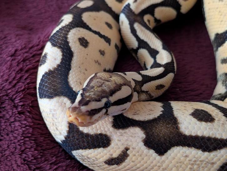 Koningspython - Python Regius - Firefly - Pastel Fire