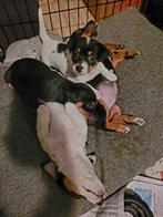 🐶🐶Black & Tan / Driekleur Jack Russell pups / Jack Russel, Jack Russell Terriër, 8 tot 15 weken, Meerdere, Meerdere dieren