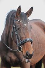 SUPER BETROUWBARE 3 jarige ruin te koop!, Ruin, Zadelmak, 3 tot 6 jaar, Recreatiepony