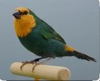 Gezocht zeegroen roodkop papagaaiamedine man, Dieren en Toebehoren, Vogels | Overige Vogels, Mannelijk, Tropenvogel