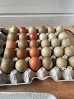 Broedeieren dubbeldoel kleurleggers eastereggers, Dieren en Toebehoren, Pluimvee, Geslacht onbekend, Kip