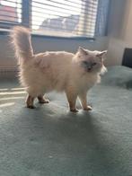 Prachtige ragdoll poes, Dieren en Toebehoren, Poes, Ontwormd, 0 tot 2 jaar
