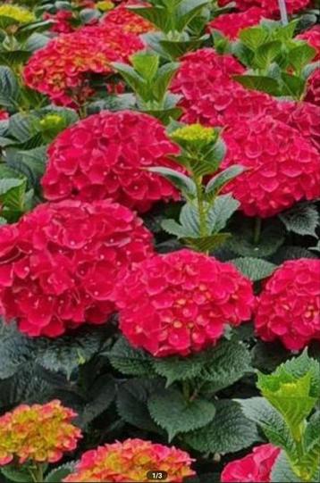 Hortensia prachtige kleur 10 liter pot beschikbaar voor biedingen