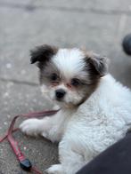 Shih Tzu, België, Particulier, Overige rassen, CDV (hondenziekte)