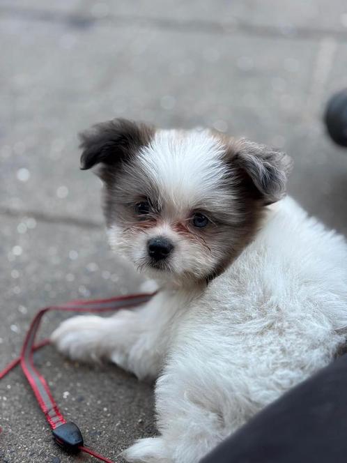 Shih Tzu, Dieren en Toebehoren, Honden | Chihuahua's en Gezelschapshonden, Meerdere dieren, Overige rassen, Particulier, Meerdere