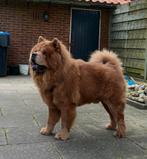 Stoere Chow chow dekreu, Dieren en Toebehoren, Honden | Dekreuen, Rabiës (hondsdolheid), Reu, 1 tot 2 jaar, Eén hond