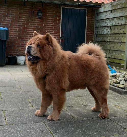Stoere Chow chow dekreu, Dieren en Toebehoren, Honden | Dekreuen, Reu, Particulier, Eén hond, Nederland, 1 tot 2 jaar, CDV (hondenziekte)