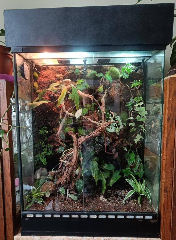 Paludarium, Dieren en Toebehoren, Reptielen en Amfibieën | Toebehoren, Zo goed als nieuw, Terrarium of Paludarium, Ophalen