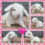 Schattige jonge raszuivere hangoor dwerg baby konijntjes, Dieren en Toebehoren, Konijnen, Meerdere dieren, Dwerg, Hangoor, 0 tot 2 jaar