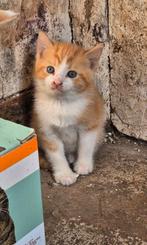 Super lieve boerderij kittens, Dieren en Toebehoren, Katten en Kittens | Overige Katten, Kater