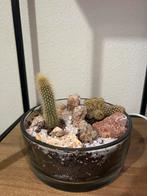 Cactus met Kalsietstenen in Pot, Volle zon, Vaste plant, Bloeit niet, Ophalen