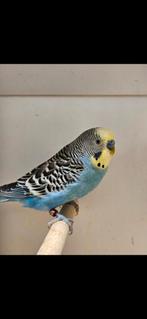 Geelmasker / blackface man, Mannelijk, Parkiet, Geringd