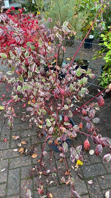 Cornus alba ‘sibrica variegata beschikbaar voor biedingen