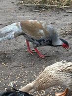 Zilverfazant  haan, Dieren en Toebehoren, Pluimvee, Mannelijk, Overige soorten