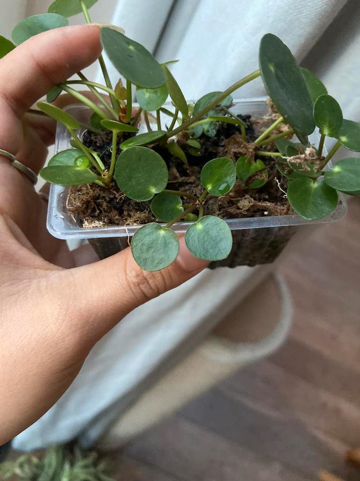 Pannekoek plant jonge stekjes, Huis en Inrichting, Kamerplanten, Minder dan 100 cm, Halfschaduw, Ophalen of Verzenden