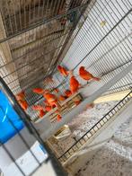 Gevraagd kanarie s, Dieren en Toebehoren, Meerdere dieren, Kleurkanarie