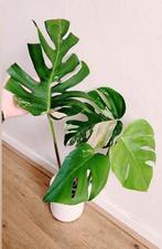Monstera variegata, Ophalen, Halfschaduw, Minder dan 100 cm