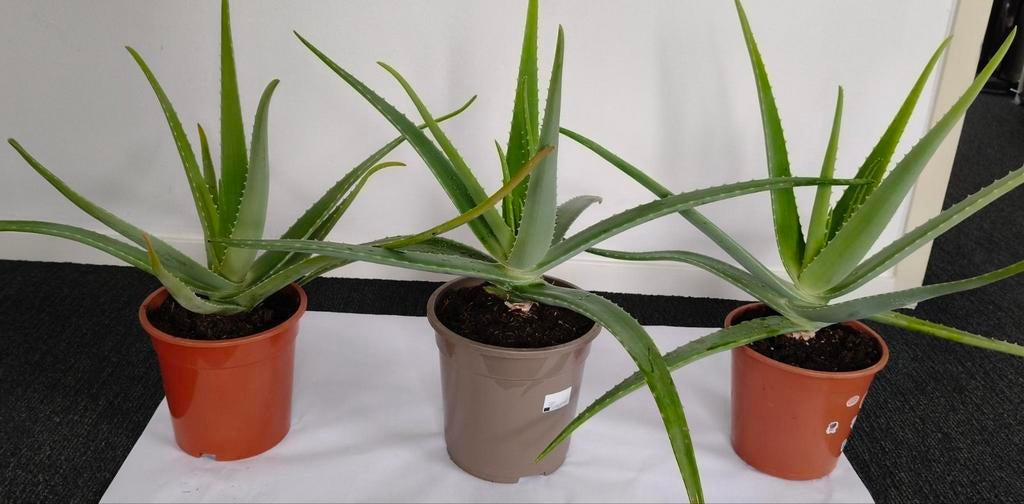Aloë Vera planten (3x) 55-60 cm, Huis en Inrichting, Kamerplanten, Ophalen, Halfschaduw, Minder dan 100 cm
