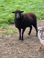 2 lieve ouessanten ooien mini schaap, Dieren en Toebehoren, Schapen, Geiten en Varkens, Vrouwelijk, Schaap