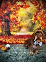 mooie chocotan ruwharige dwergteckel reu ter dekking, Dieren en Toebehoren, Honden | Teckels en Dashonden, Reu, CDV (hondenziekte)