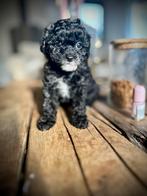 Toypoedel 1 teefje, toypoedels toy poedel, Poedel, Parvo, 8 tot 15 weken, Meerdere