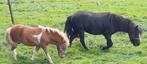 DrachtigeZwarte shet, Dieren en Toebehoren, Pony's, Merrie, 3 tot 6 jaar, C pony (1.27m tot 1.37m), Onbeleerd