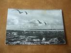 TERSCHELLING > HONGERIGE MEEUWEN EN ZEEHONDJE LANGS DE KUST, Verzamelen, Ansichtkaarten | Nederland, Verzenden, 1940 tot 1960