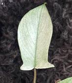 Philodendron Florida Ghost, Overige soorten, Minder dan 100 cm, Groene kamerplant, Halfschaduw